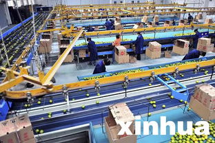 宜昌夷陵区小柑橘 链 成大产业